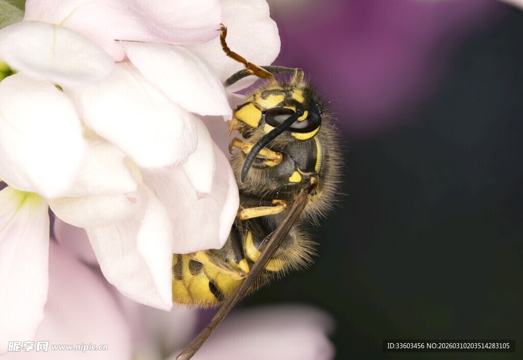 蜜蜂采蜜于白色花朵间