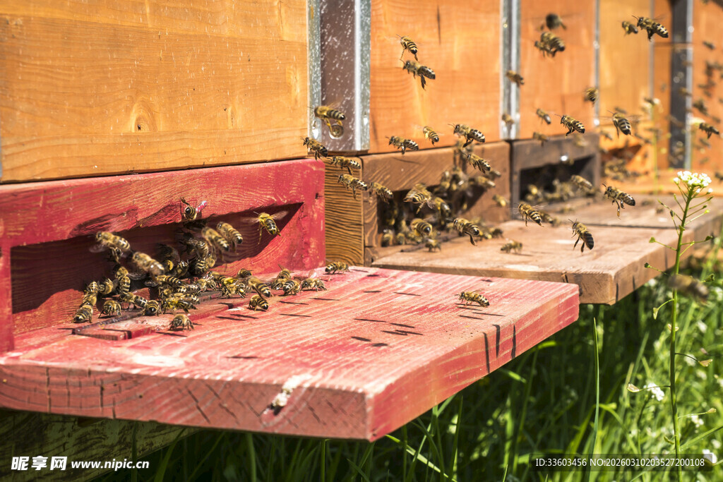 蜂箱前忙碌的蜜蜂