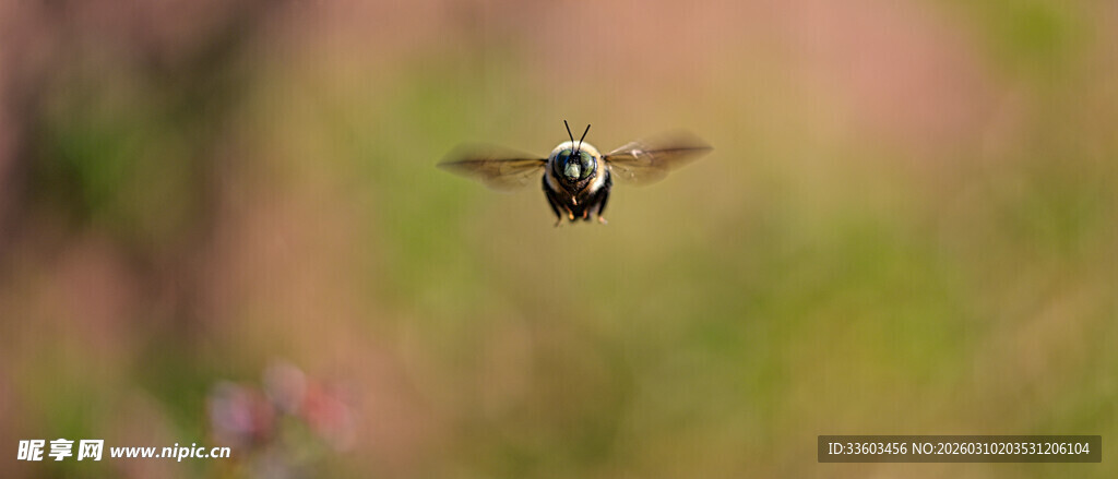 空中飞行的蜜蜂
