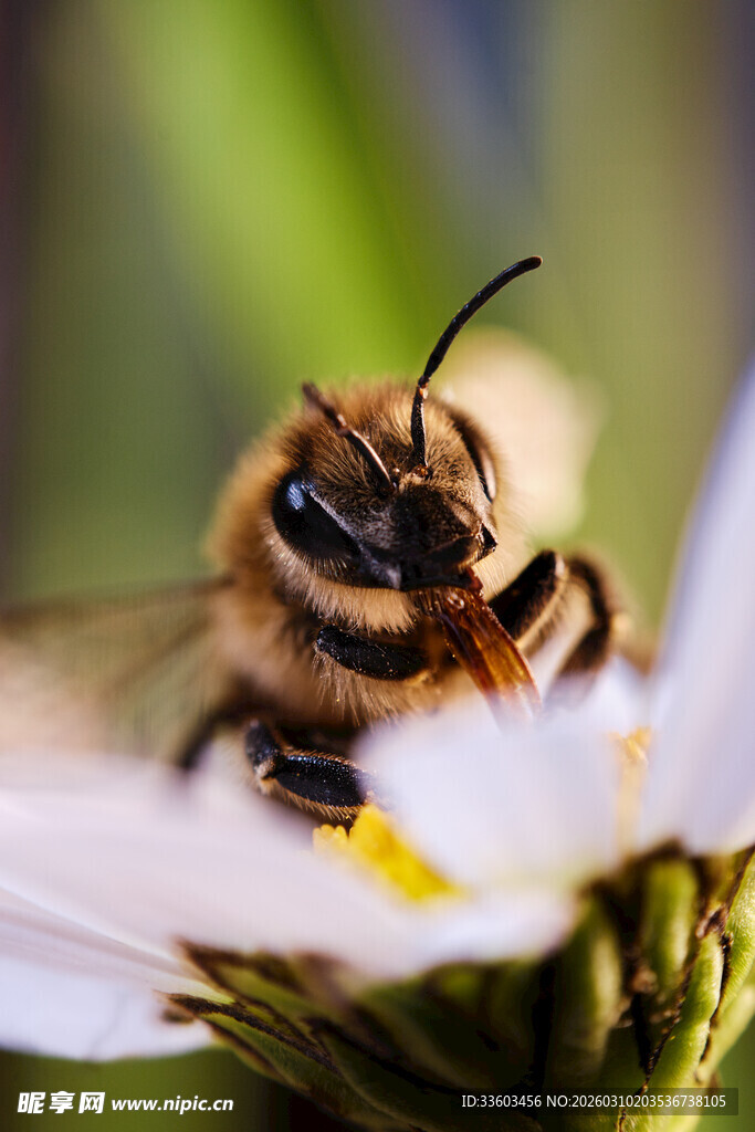 蜜蜂采蜜特写
