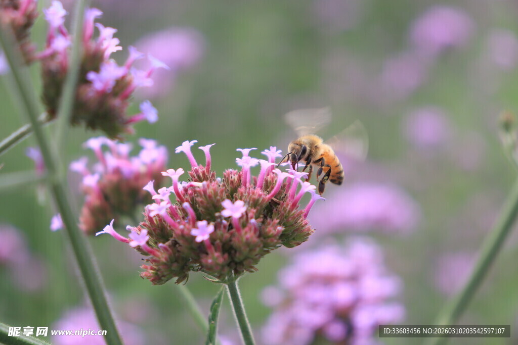蜜蜂采蜜于紫色花丛间