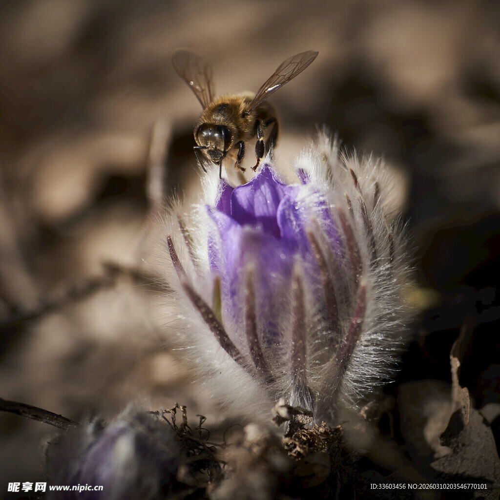 蜜蜂采蜜于紫色花朵间