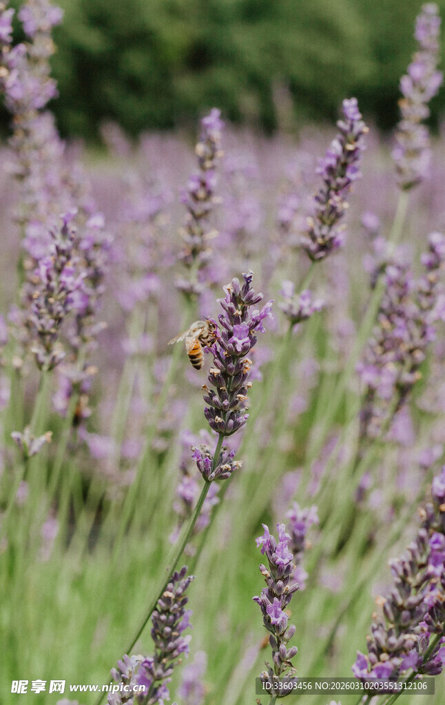 紫色薰衣草花田美景