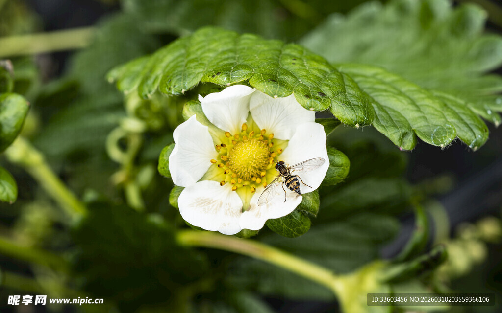 草莓花上的小蜜蜂