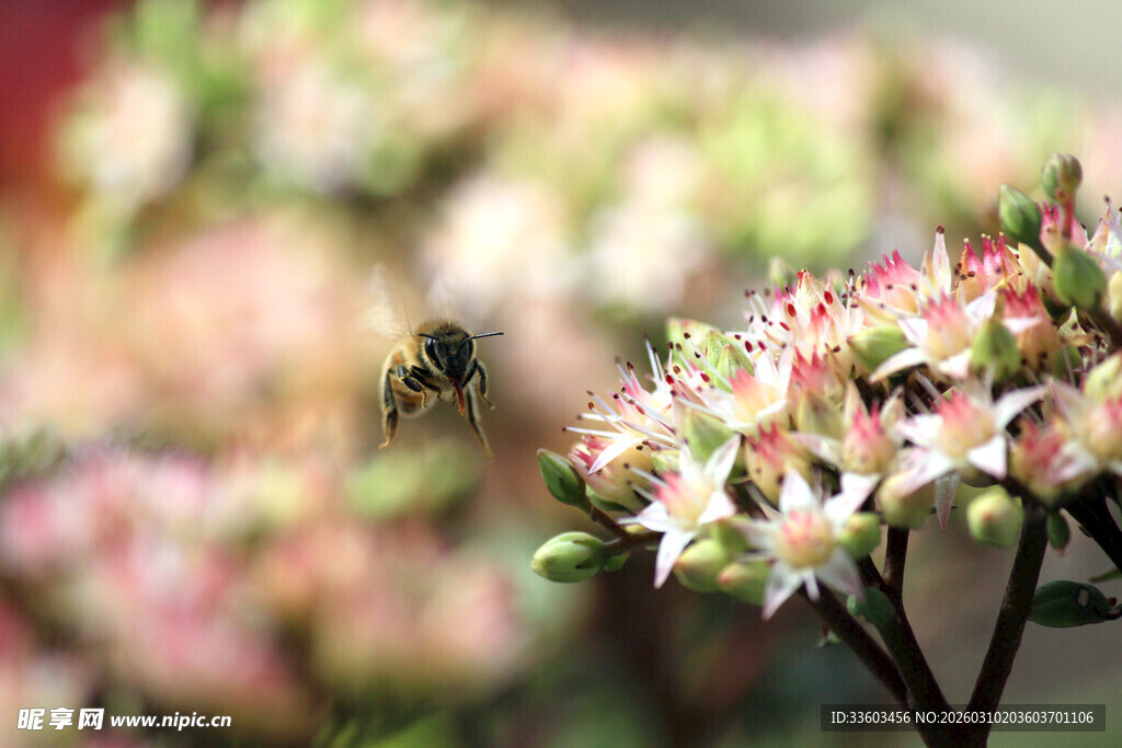蜜蜂采蜜于多彩花朵间