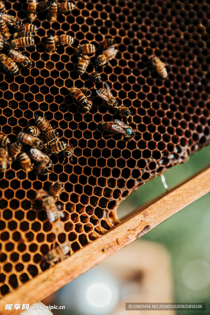 蜂巢上忙碌的蜜蜂群