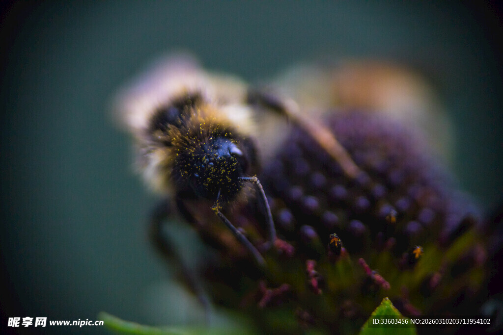 蜜蜂采蜜特写