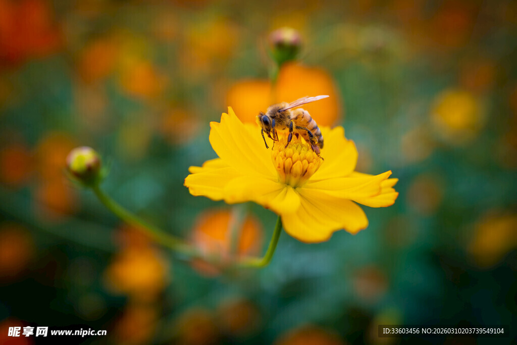蜜蜂采蜜于金黄花朵上