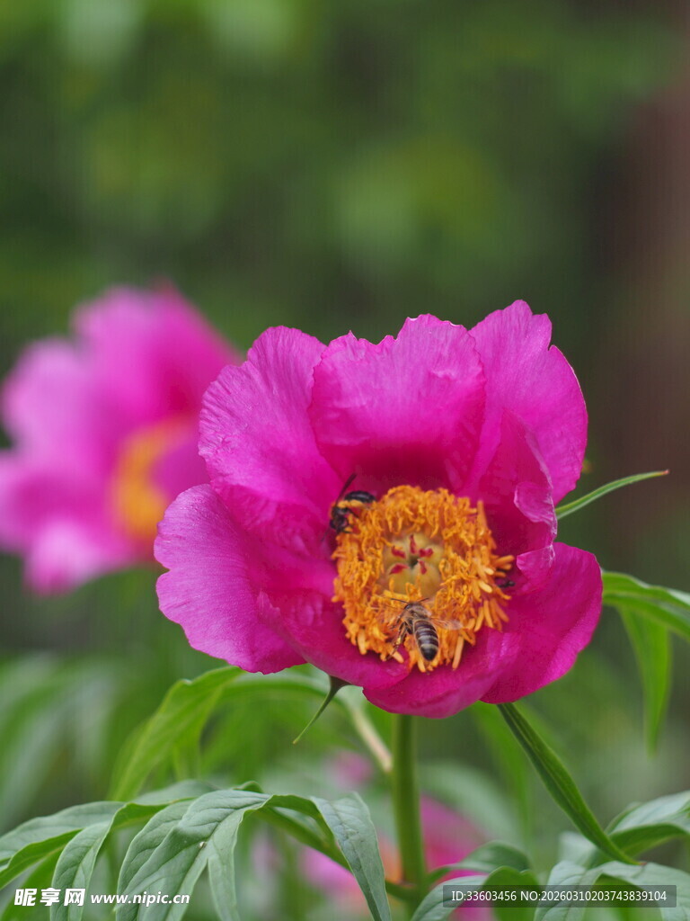 娇艳盛开的粉色牡丹花
