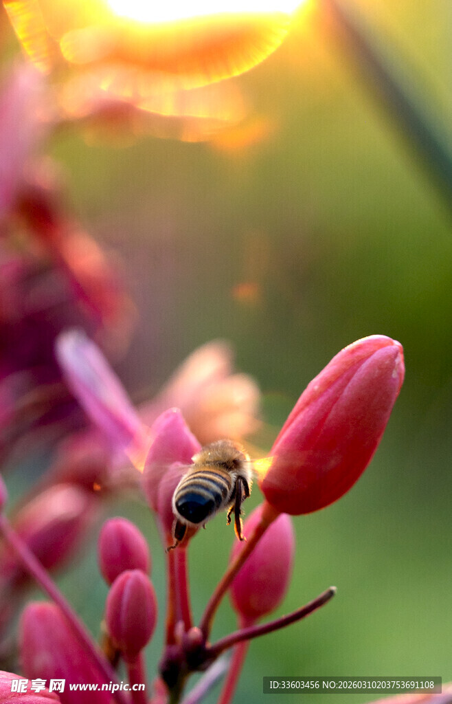 阳光下蜜蜂停驻粉色花苞
