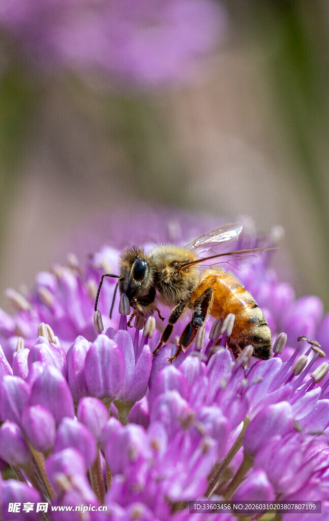 蜜蜂采蜜于紫色花朵间