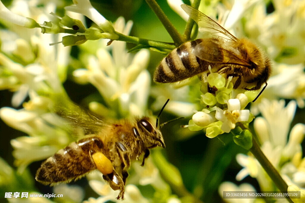 蜜蜂花间采蜜瞬间