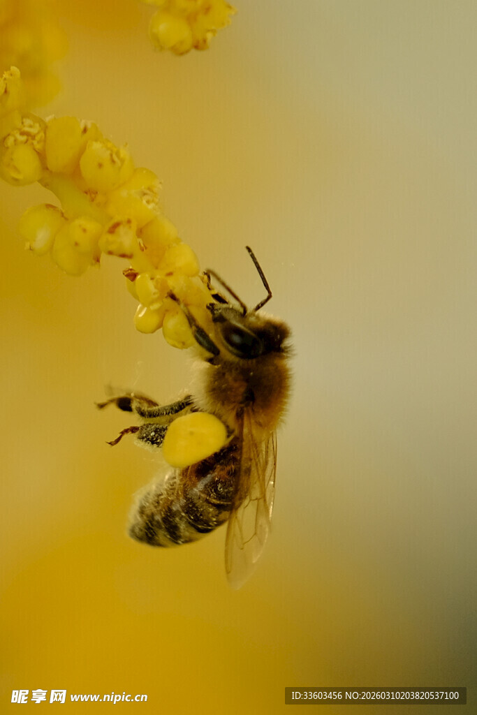 蜜蜂采蜜瞬间