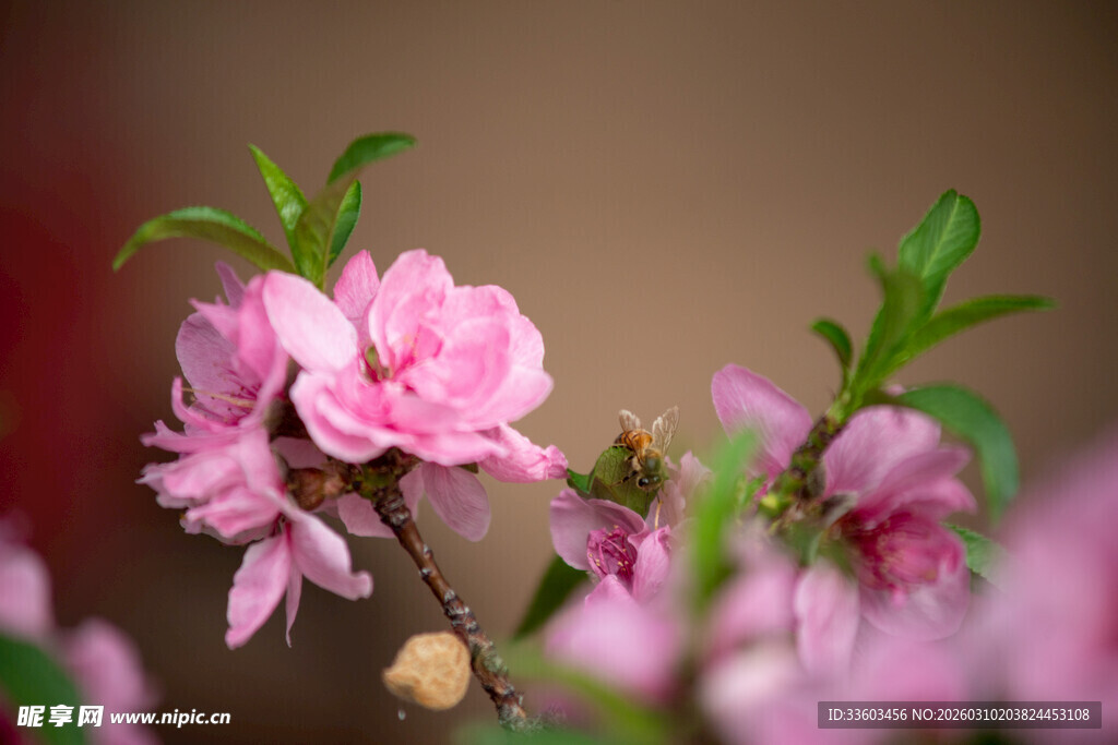 娇艳绽放的粉嫩桃花