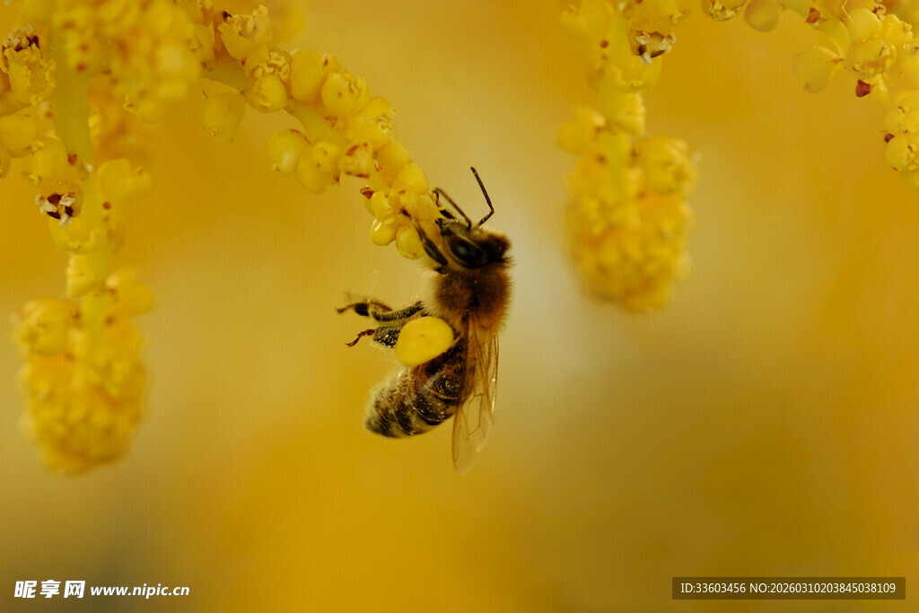 蜜蜂采蜜于金黄花朵间
