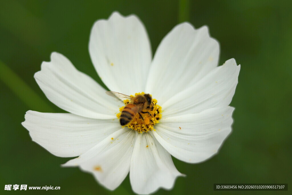 白色单朵波斯菊特写