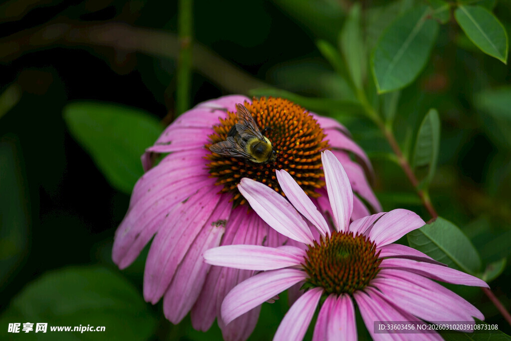 紫锥菊上的蜜蜂