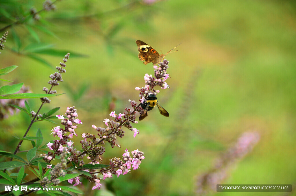 枝头小鸟栖于繁花之上