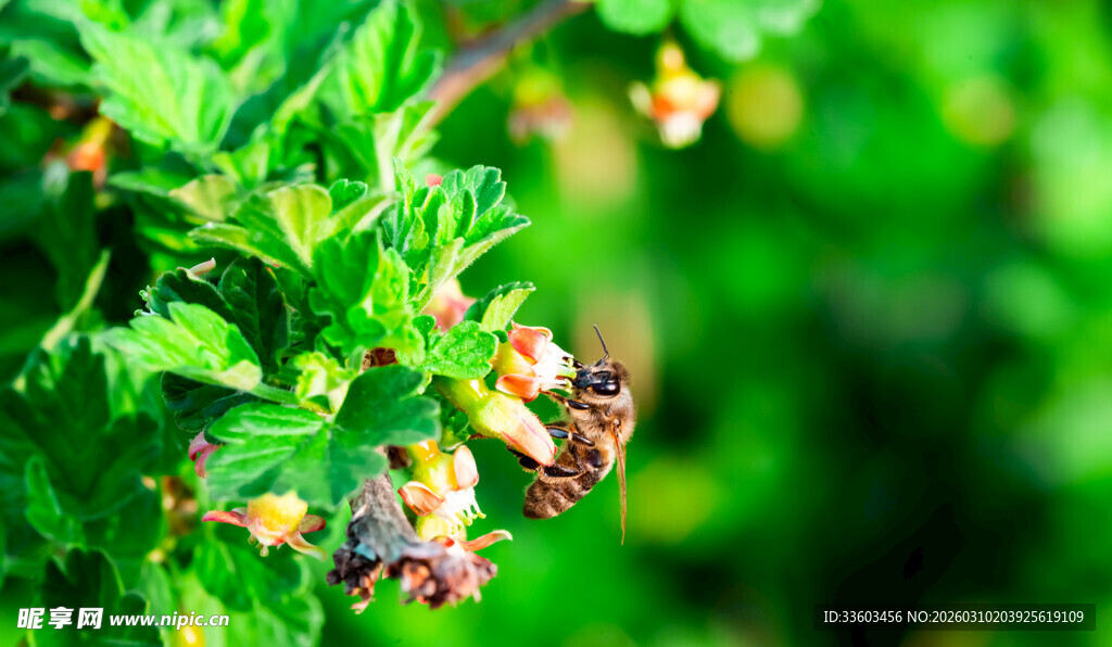 蜜蜂于绿叶间采浆果