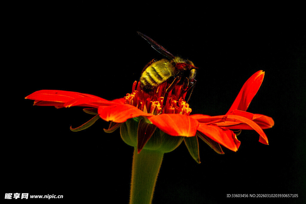 蜜蜂采蜜于鲜艳红花上
