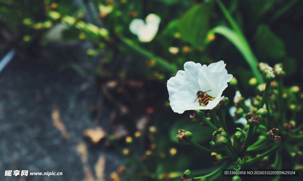 白色小花绽放于绿叶间