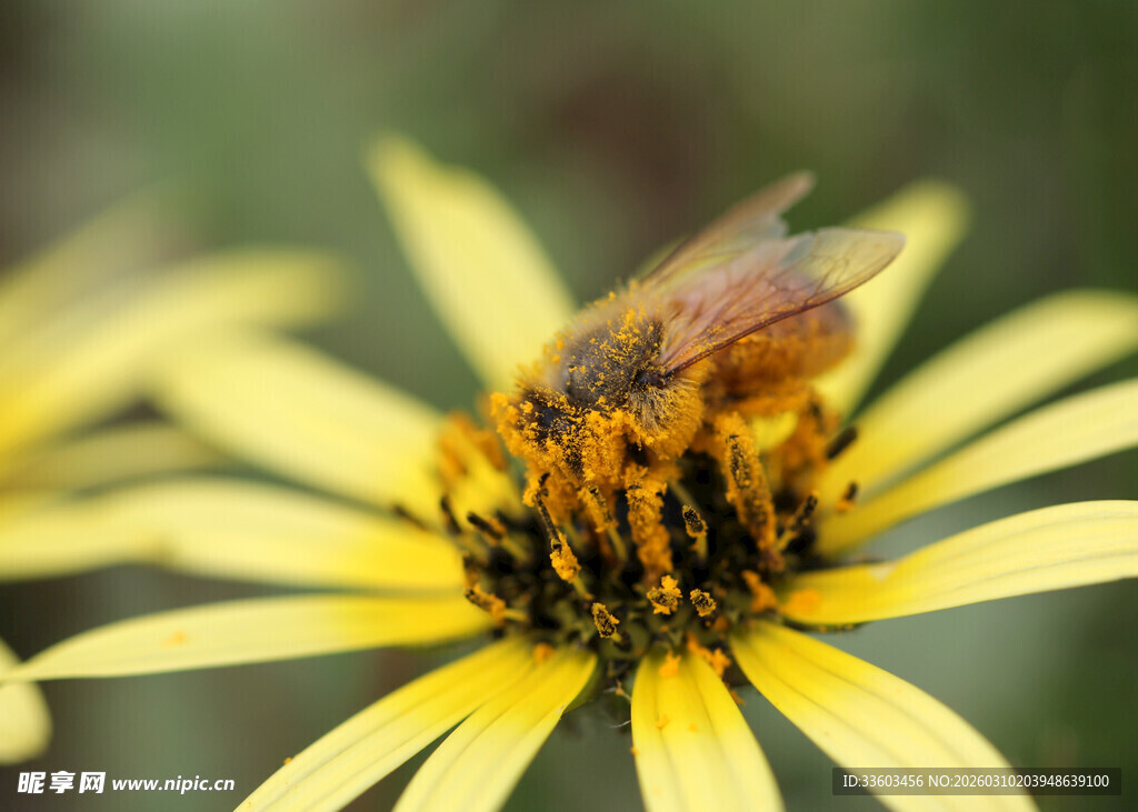 蜜蜂采蜜于黄色花朵上