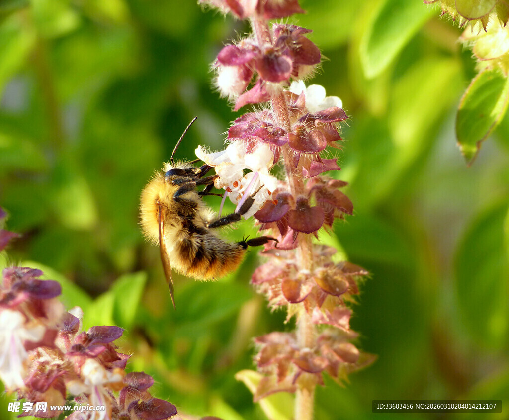 蜜蜂采蜜于多彩花朵间