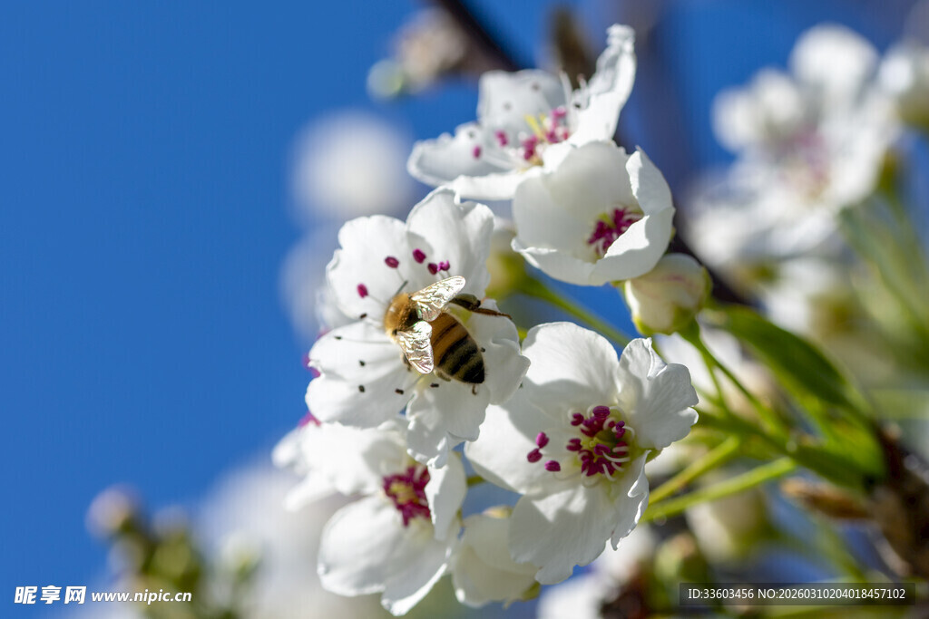 蓝天下蜜蜂采蜜的白花
