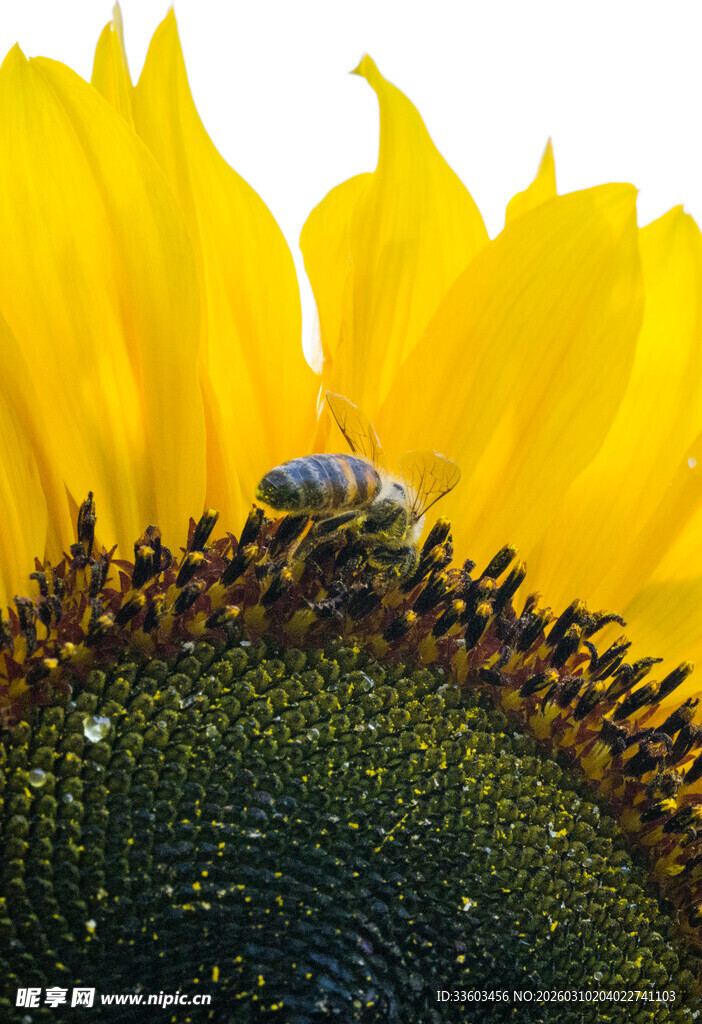 蜜蜂停留在向日葵花盘上