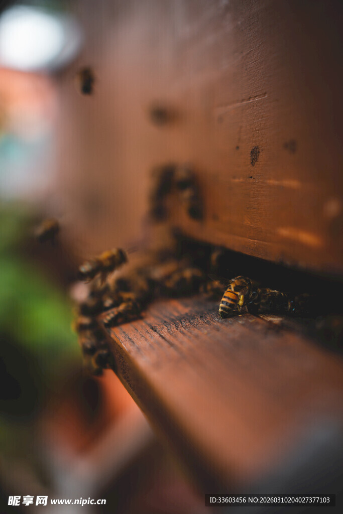 蜂箱旁忙碌的蜜蜂
