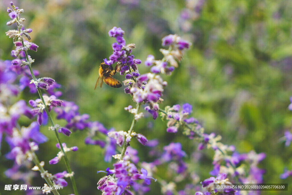 紫色花丛中的蝴蝶