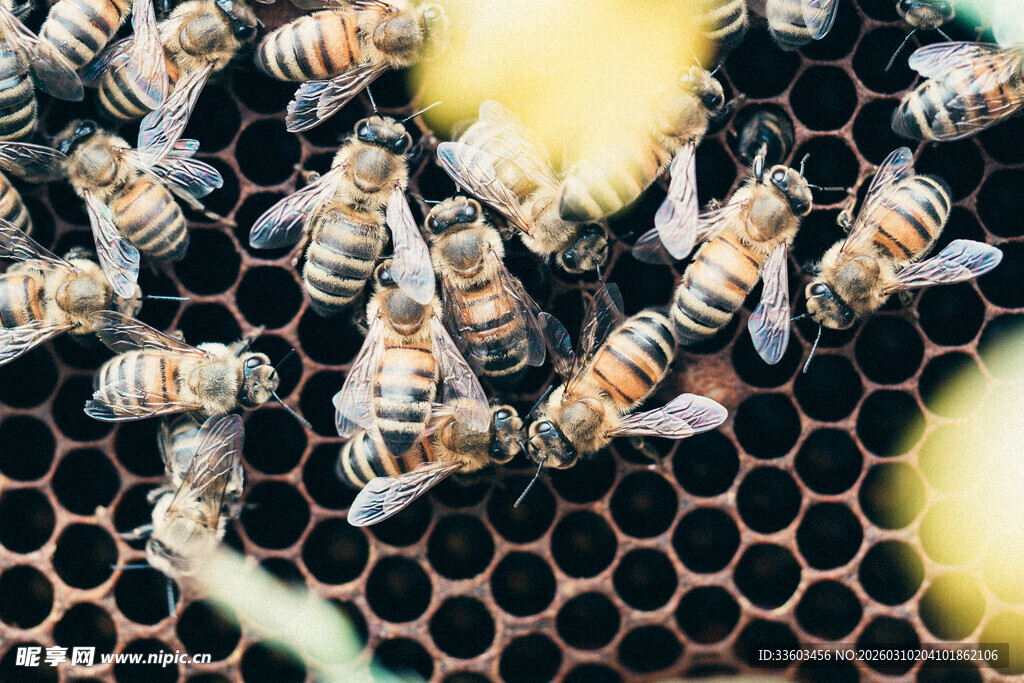 蜂巢上忙碌的蜜蜂群