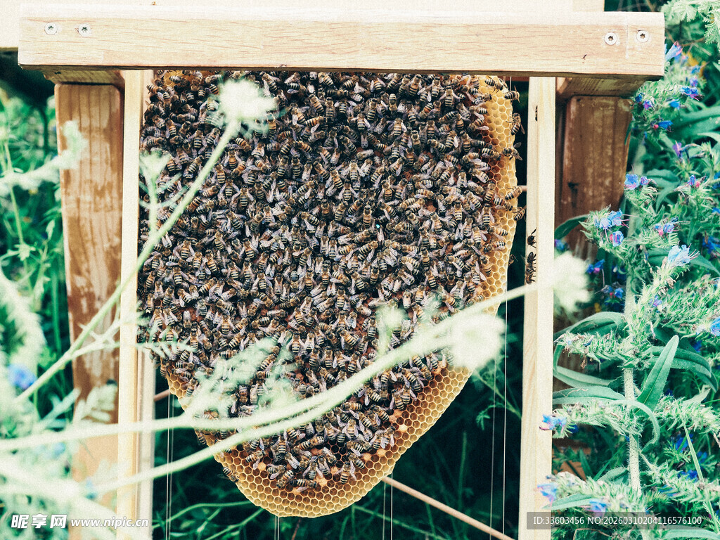 蜂巢内密集蜜蜂景象