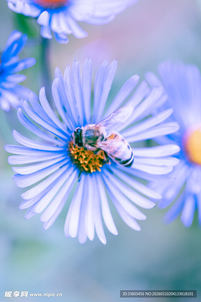 蓝菊上的蜜蜂