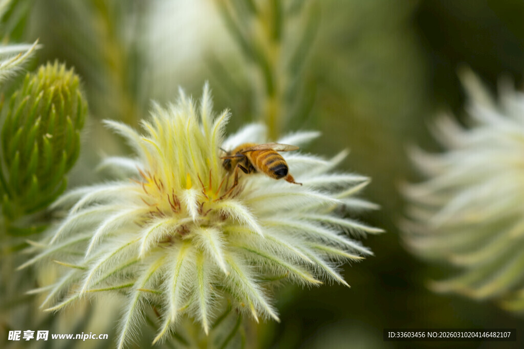 蜜蜂采蜜于白色绒花上