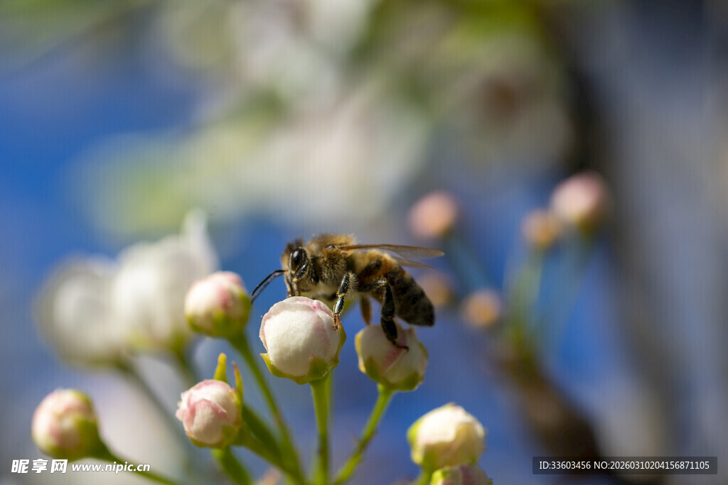蜜蜂采蜜于繁花之上
