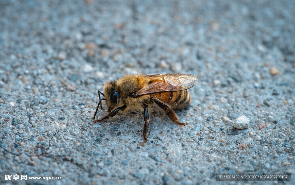 地面上的一只辛勤蜜蜂
