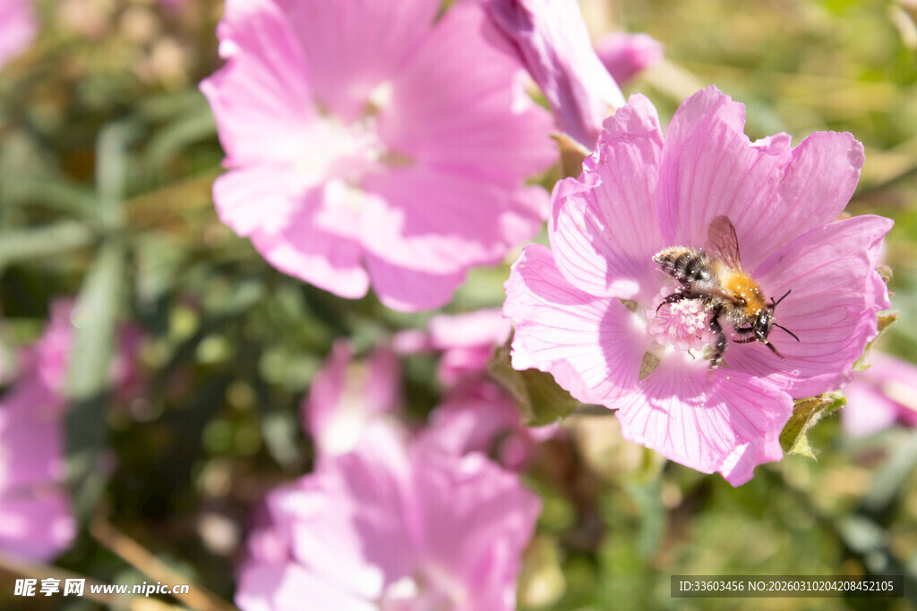 粉色花朵上的忙碌蜜蜂
