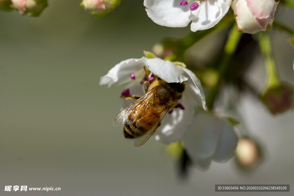 蜜蜂采蜜于洁白花朵间