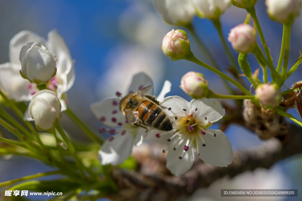 蜜蜂采蜜于洁白花朵间