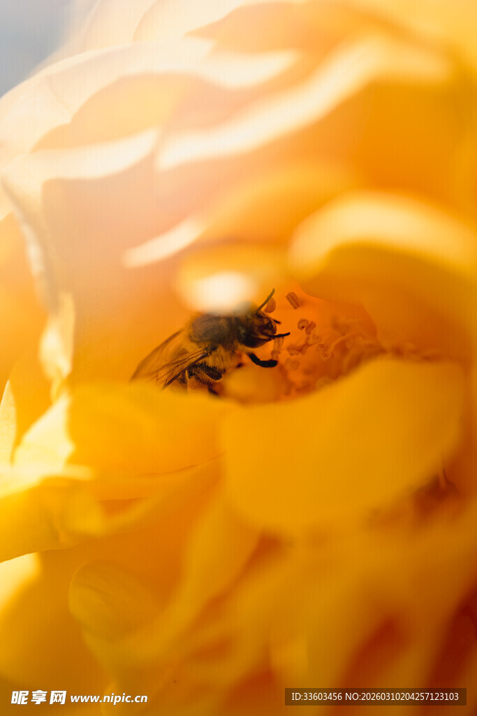 蜜蜂采蜜于金黄花朵中