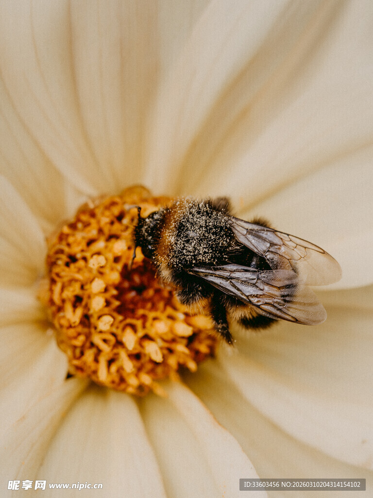 蜜蜂停留在花朵花心