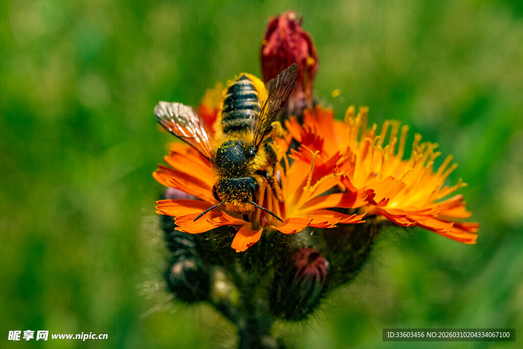 蜜蜂采蜜于艳丽橙花
