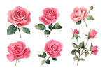水彩玫瑰素材