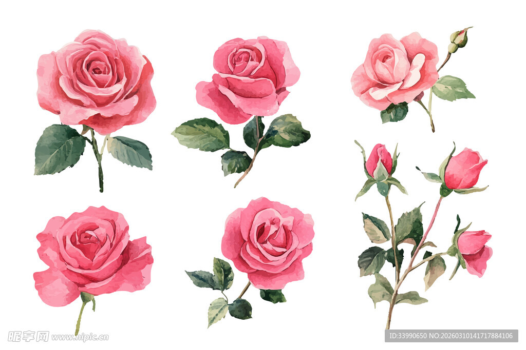 水彩玫瑰素材