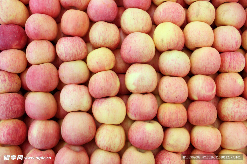 整齐排列的新鲜多彩苹果