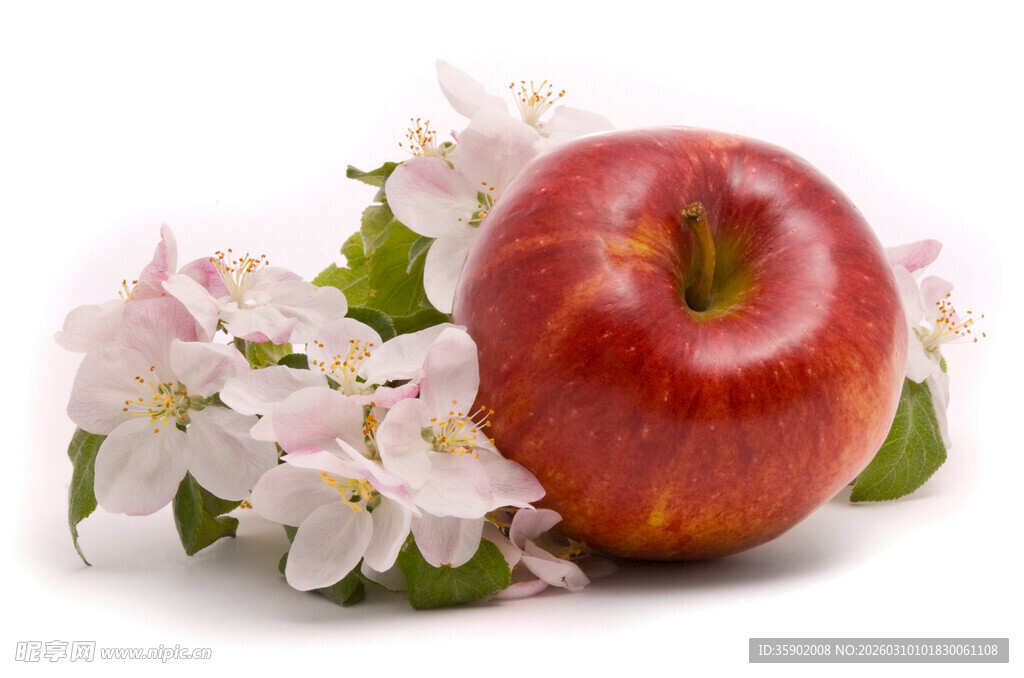 红苹果与绽放的苹果花