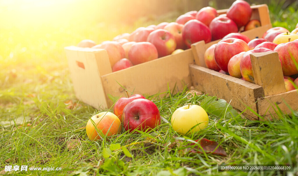 草地上的木箱装着新鲜苹果