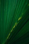 翠绿棕榈叶的自然纹理