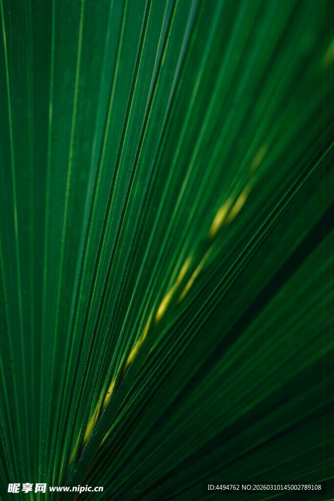 翠绿棕榈叶的自然纹理